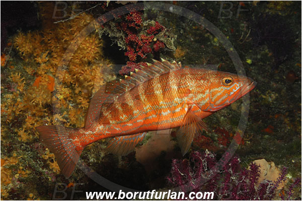 Island Cres, Croatia, Adriatic sea, Mediterranean sea, Serranus cabrilla, Serranus, Serranidae, Comber, Fish