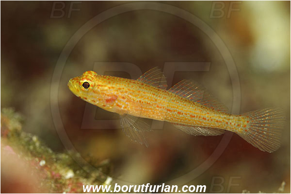 Island Cres, Croatia, Adriatic sea, Mediterranean sea, Gobius xanthocephalus, Gobius, Gobiidae, Yellow-headed goby, Goby, Fish