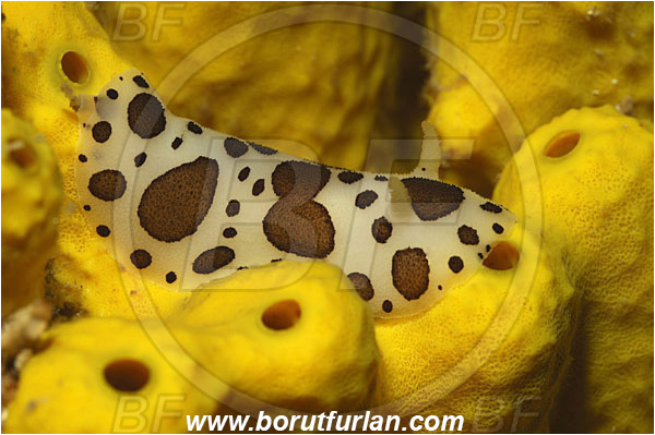 Island Cres, Croatia, Adriatic sea, Mediterranean sea, Peltodoris atromaculata, Peltodoris, Discodorididae, Dotted sea slug, Nudibranch, Sea slug, Gastropoda, Mollusca