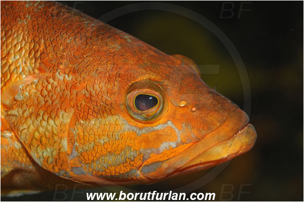 Island Cres, Croatia, Adriatic sea, Mediterranean sea, Serranus cabrilla, Serranus, Serranidae, Comber, Fish, Portrait