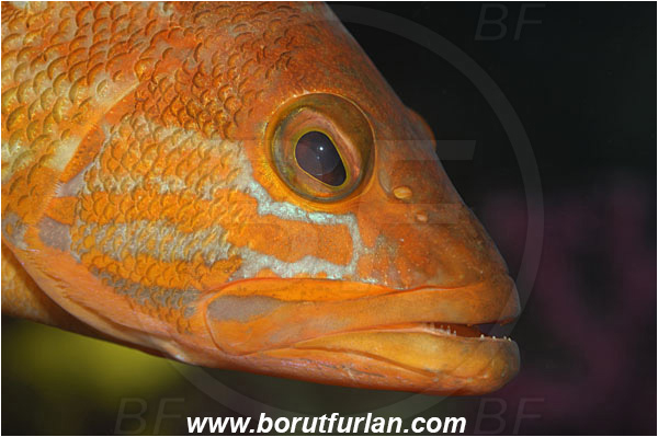 Island Cres, Croatia, Adriatic sea, Mediterranean sea, Serranus cabrilla, Serranus, Serranidae, Comber, Fish, Portrait