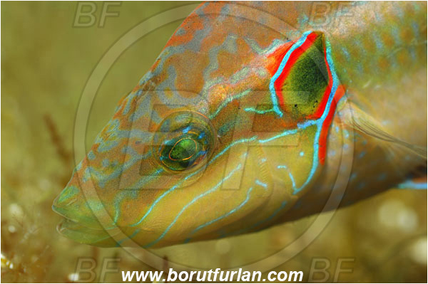Island Cres, Croatia, Adriatic sea, Mediterranean sea, Symphodus ocellatus, Symphodus, Labridae, Ocellated wrasse, Wrasse, Fish, Portrait