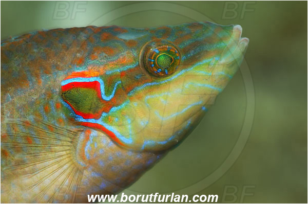 Island Cres, Croatia, Adriatic sea, Mediterranean sea, Symphodus ocellatus, Symphodus, Labridae, Ocellated wrasse, Wrasse, Fish, Portrait