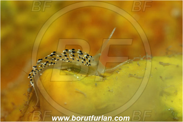 Piran, Slovenia, Adriatic sea, Mediterranean sea, Caloria elegans, Caloria, Facelinidae, Caloria nudibranch, Nudibranch, Sea slug, Gastropoda, Mollusca
