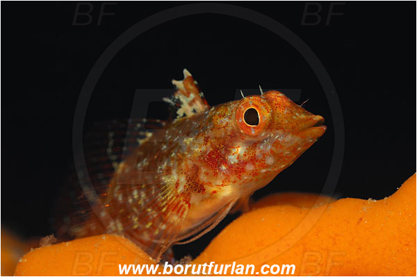 Island Cres, Croatia, Adriatic sea, Mediterranean sea, Tripterygion tripteronotum, Tripterygion, Tripterygiidae, Red-black triplefin, Triplefin, Fish, Female