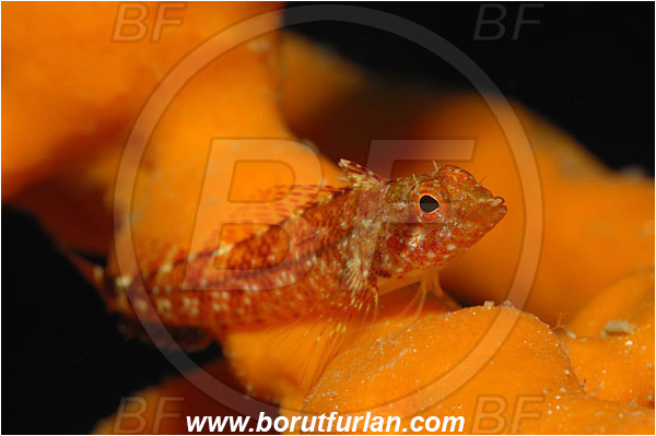 Island Cres, Croatia, Adriatic sea, Mediterranean sea, Tripterygion tripteronotum, Tripterygion, Tripterygiidae, Red-black triplefin, Triplefin, Fish, Female
