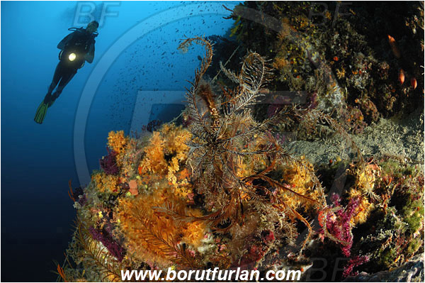 Island Cres, Croatia, Adriatic sea, Mediterranean sea, Reef, Antedon mediterranea, Antedon, Antedonidae, Mediterranean feather star, Crinoid, Crinoidea, Feather star, Echinodermata, Echinoderm, Diver