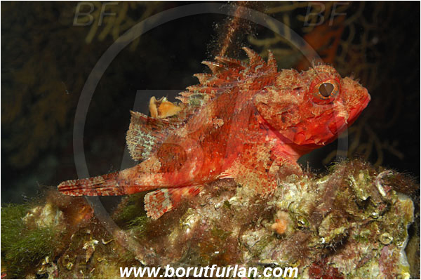Island Brac, Croatia, Adriatic sea, Mediterranean sea, Scorpaena notata, Scorpaena, Scorpaenidae, Small red scorpionfish, Scorpionfish, Fish