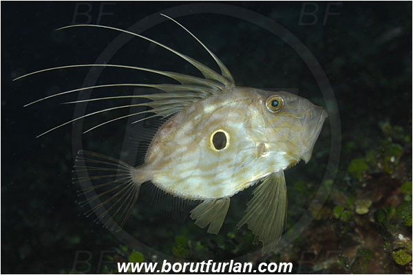 Island Brac, Croatia, Adriatic sea, Mediterranean sea, Zeus faber, Zeus, Zeidae, John Dory, St Pierre, Peter