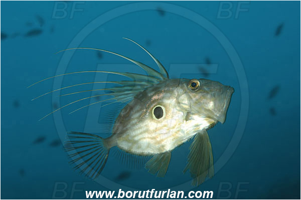 Island Brac, Croatia, Adriatic sea, Mediterranean sea, Zeus faber, Zeus, Zeidae, John Dory, St Pierre, Peter