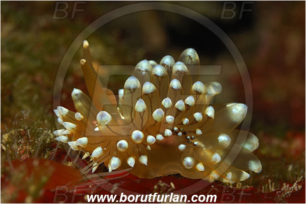 Island Solta, Croatia, Adriatic sea, Mediterranean sea, Antiopella cristata, Antiopella, Janolidae, Crested aeolis, Nudibranch, Sea slug, Gastropoda, Mollusca