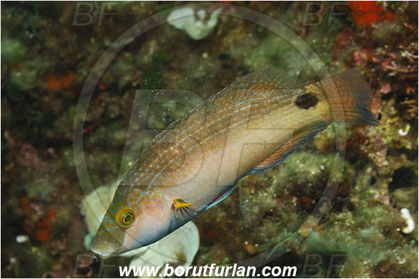 Island Solta, Croatia, Adriatic sea, Mediterranean sea, Symphodus mediterraneus, Symphodus, Labridae, Axillary wrasse, Wrasse, Fish