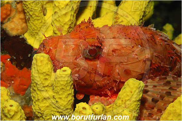 Island Solta, Croatia, Adriatic sea, Mediterranean sea, Scorpaena scrofa, Scorpaena, Scorpaenidae, Great red scorpionfish, Scorpionfish, Fish, Portrait
