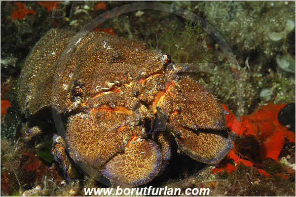 Island Solta, Croatia, Adriatic sea, Mediterranean sea, Scyllarides latus, Scyllarides, Scyllaridae, Decapoda, Mediterranean slipper lobster, Slipper lobster, Lobster, Crustacea, Crustacean