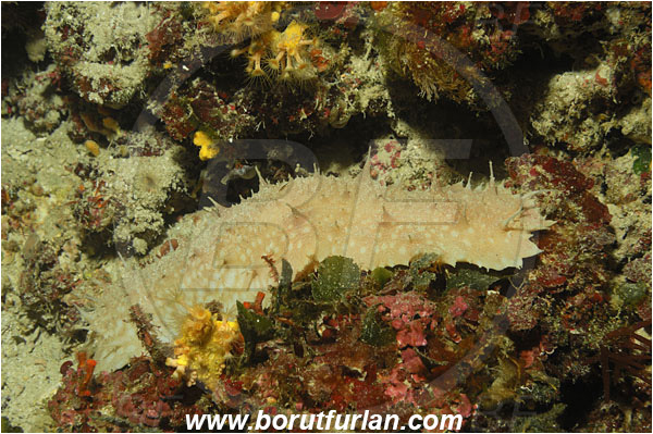 Island Solta, Croatia, Adriatic sea, Mediterranean sea, Parastichopus regalis, Parastichopus, Stichopodidae, Royal cucumber, Holothuroidea, Holothurian, Echinodermata, Echinoderm