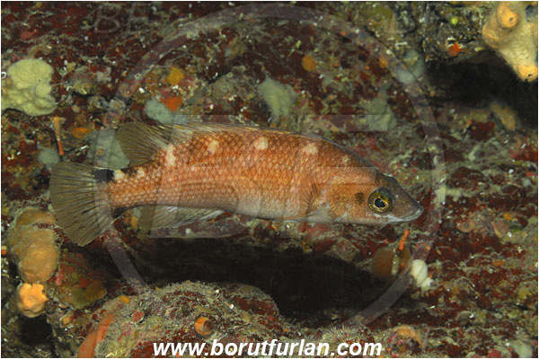 Island Solta, Croatia, Adriatic sea, Mediterranean sea, Acantholabrus palloni, Acantholabrus, Labridae, Scale-rayed wrasse, Wrasse, Fish