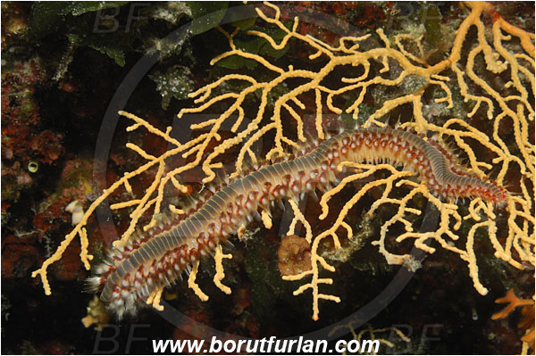 Island Solta, Croatia, Adriatic sea, Mediterranean sea, Hermodice carunculata, Hermodice, Amphinomidae, Bearded fireworm, Fireworm, Worm, Polychaeta