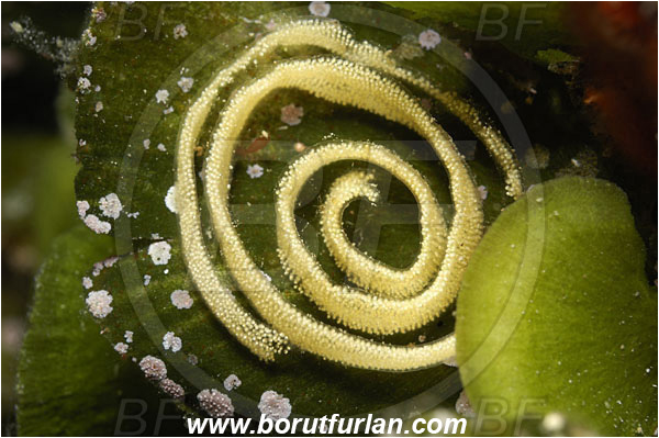 Island Solta, Croatia, Adriatic sea, Mediterranean sea, Eggs, Nudibranch eggs, Sea snail eggs, Gastropoda, Mollusca