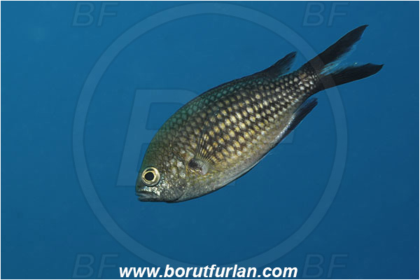 Island Solta, Croatia, Adriatic sea, Mediterranean sea, Chromis chromis, Chromis, Pomacentridae, Mediterranean damselfish, Damselfish, Fish