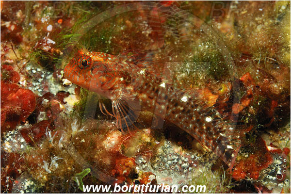 Island Solta, Croatia, Adriatic sea, Mediterranean sea, Parablennius zvonimiri, Parablennius, Blenniidae, Zvonimir