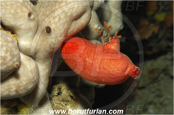Island Solta, Croatia, Adriatic sea, Mediterranean sea, Halocynthia papillosa, Halocynthia, Pyuridae, Red sea squirt, Sea squirt, Ascidiacea, Tunicata, Tunicate