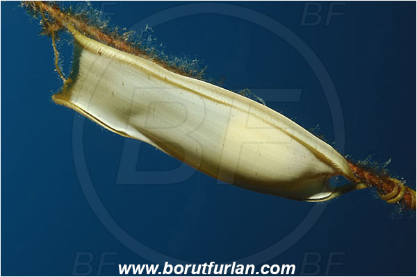 Island Solta, Croatia, Adriatic sea, Mediterranean sea, Scyliorhinus sp., Scyliorhinus, Scyliorhinidae, Catshark