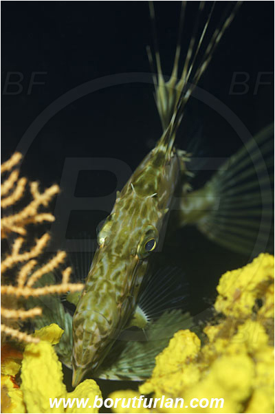 Island Solta, Croatia, Adriatic sea, Mediterranean sea, Zeus faber, Zeus, Zeidae, John Dory, St Pierre, Peter