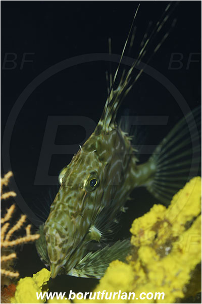 Island Solta, Croatia, Adriatic sea, Mediterranean sea, Zeus faber, Zeus, Zeidae, John Dory, St Pierre, Peter