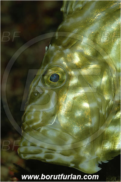 Island Solta, Croatia, Adriatic sea, Mediterranean sea, Zeus faber, Zeus, Zeidae, John Dory, St Pierre, Peter