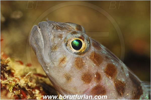 Island Solta, Croatia, Adriatic sea, Mediterranean sea, Thorogobius ephippiatus, Thorogobius, Gobiidae, Leopard-spotted goby, Goby, Fish, Portrait