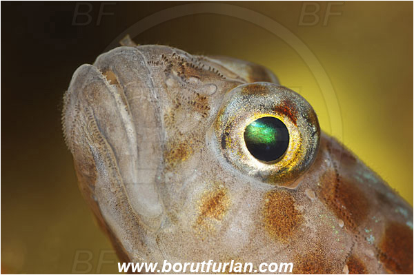 Island Solta, Croatia, Adriatic sea, Mediterranean sea, Thorogobius ephippiatus, Thorogobius, Gobiidae, Leopard-spotted goby, Goby, Fish, Portrait