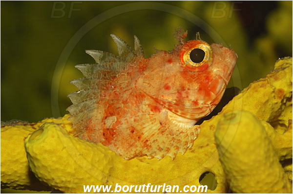Island Solta, Croatia, Adriatic sea, Mediterranean sea, Scorpaena notata, Scorpaena, Scorpaenidae, Small red scorpionfish, Scorpionfish, Fish