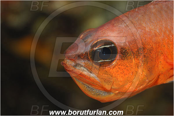 Island Solta, Croatia, Adriatic sea, Mediterranean sea, Apogon imberbis, Apogon, Apogonidae, Mediterranean cardinalfish, Cardinalfish, Fish, Male, Eggs in mouth, Portrait