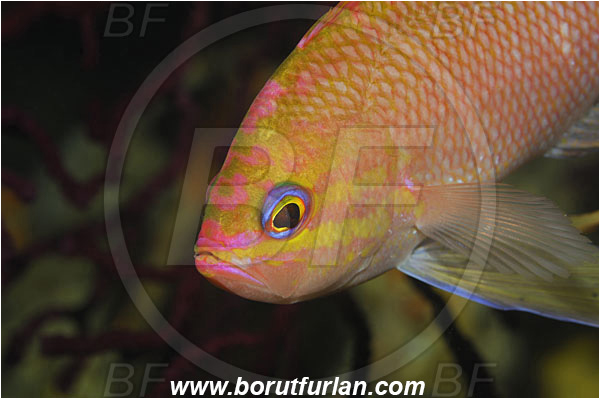 Island Solta, Croatia, Adriatic sea, Mediterranean sea, Anthias anthias, Anthias, Serranidae, Swallowtail seaperch, Seaperch, Fish, Portrait