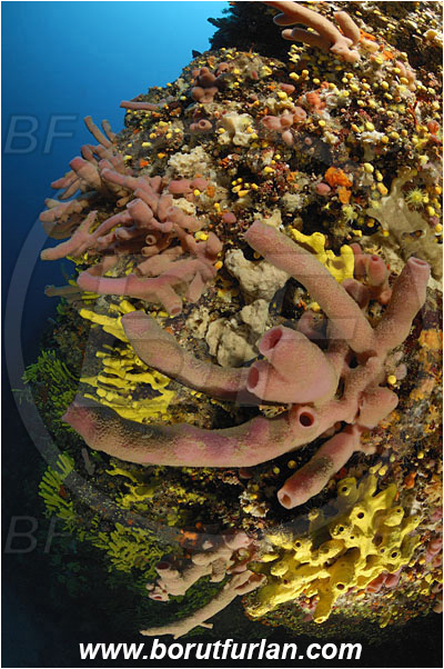 Island Solta, Croatia, Adriatic sea, Mediterranean sea, Aplysina aerophoba, Aplysina, Aplysinidae, Yellow Tube Sponge, Golden Sponge, Haliclona (Reniera) mediterranea, Haliclona, Chalinidae, Sponge, Porifera, Reef, Wall