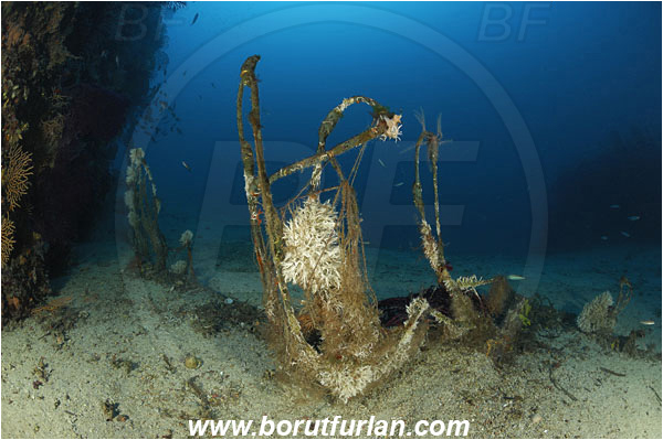 Island Solta, Croatia, Adriatic sea, Mediterranean sea, Discarded fishing net, Fishing net, Reef