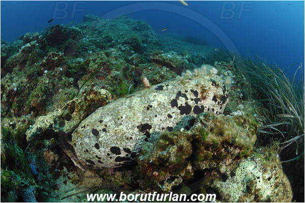 Island Solta, Croatia, Adriatic sea, Mediterranean sea, Reef, Concrete weight