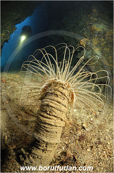 Island Solta, Croatia, Adriatic sea, Mediterranean sea, Cerianthus membranaceus, Cerianthus, Cerianthidae, Cylinder anemone, Tube dwelling anemone, Tube anemone, Anemone, Anthozoa, Cnidaria, Cnidarian, Reef, Cave, Diver