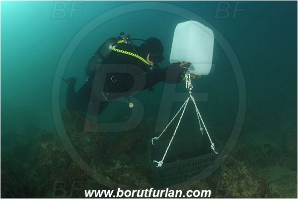 Piran, Slovenia, Adriatic sea, Mediterranean sea, Diver, Aquarist, Collecting for aquarium, Lifting by means of buoyancy