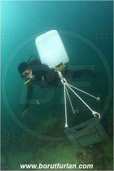 Piran, Slovenia, Adriatic sea, Mediterranean sea, Diver, Aquarist, Collecting for aquarium, Lifting by means of buoyancy