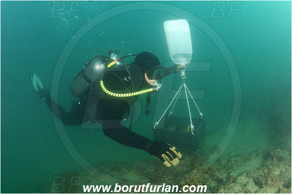 Piran, Slovenia, Adriatic sea, Mediterranean sea, Diver, Aquarist, Collecting for aquarium, Lifting by means of buoyancy