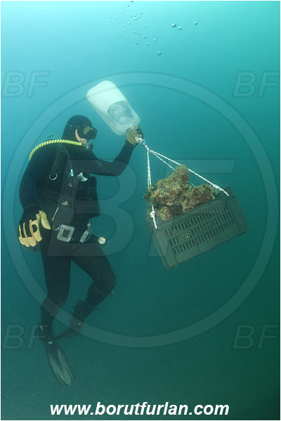 Piran, Slovenia, Adriatic sea, Mediterranean sea, Diver, Aquarist, Collecting for aquarium, Lifting by means of buoyancy