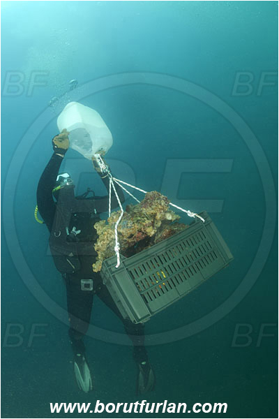 Piran, Slovenia, Adriatic sea, Mediterranean sea, Diver, Aquarist, Collecting for aquarium, Lifting by means of buoyancy