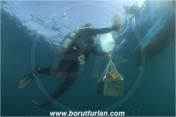 Piran, Slovenia, Adriatic sea, Mediterranean sea, Diver, Aquarist, Collecting for aquarium, Boat, Lifting by means of buoyancy