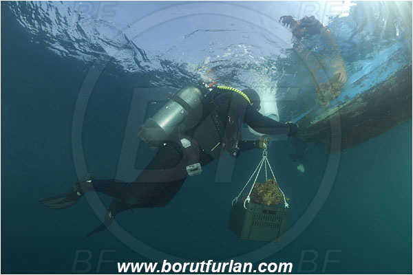 Piran, Slovenia, Adriatic sea, Mediterranean sea, Diver, Aquarist, Collecting for aquarium, Boat, Lifting by means of buoyancy