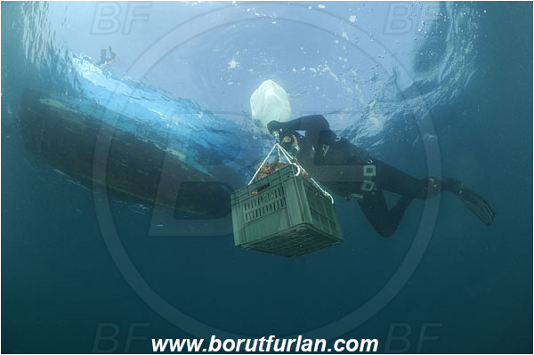 Piran, Slovenia, Adriatic sea, Mediterranean sea, Diver, Aquarist, Collecting for aquarium, Boat, Lifting by means of buoyancy