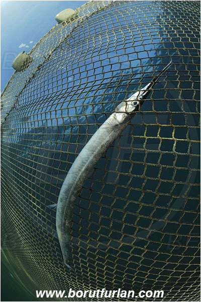 Piran, Slovenia, Adriatic sea, Mediterranean sea, Fishing net, Belone belone, Belone, Belonidae, Garfish, Sea needle, Fish, Dead fish