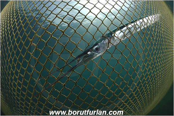 Piran, Slovenia, Adriatic sea, Mediterranean sea, Fishing net, Belone belone, Belone, Belonidae, Garfish, Sea needle, Fish, Dead fish