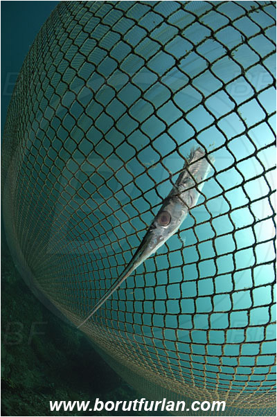 Piran, Slovenia, Adriatic sea, Mediterranean sea, Fishing net, Belone belone, Belone, Belonidae, Garfish, Sea needle, Fish, Dead fish