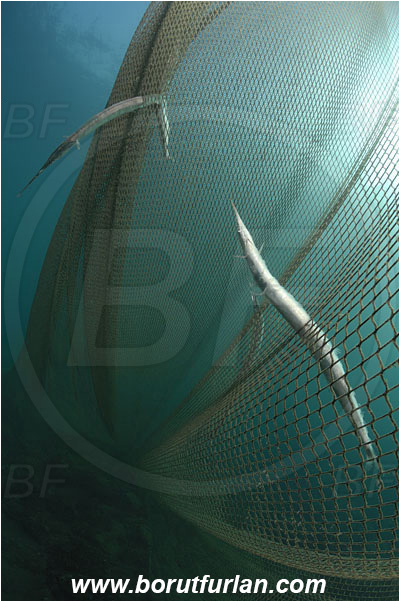 Piran, Slovenia, Adriatic sea, Mediterranean sea, Fishing net, Belone belone, Belone, Belonidae, Garfish, Sea needle, Fish, Dead fish